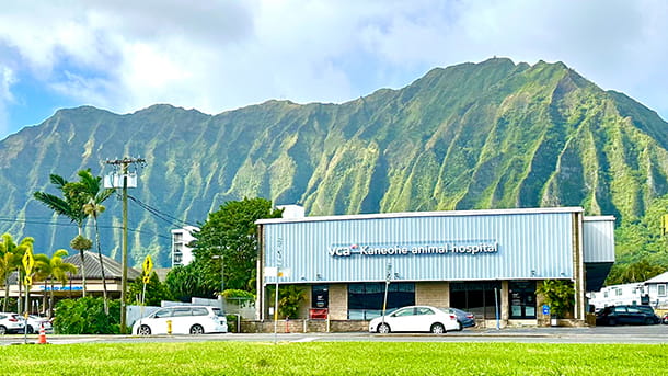 /-/media/2/vca/images/hospitals/united-states/hawaii/kaneohe/galleries/240x135_kaneohe_fah2.jpg?rev=d46c0c52b75f4f74aef9bc328c20a8e3
